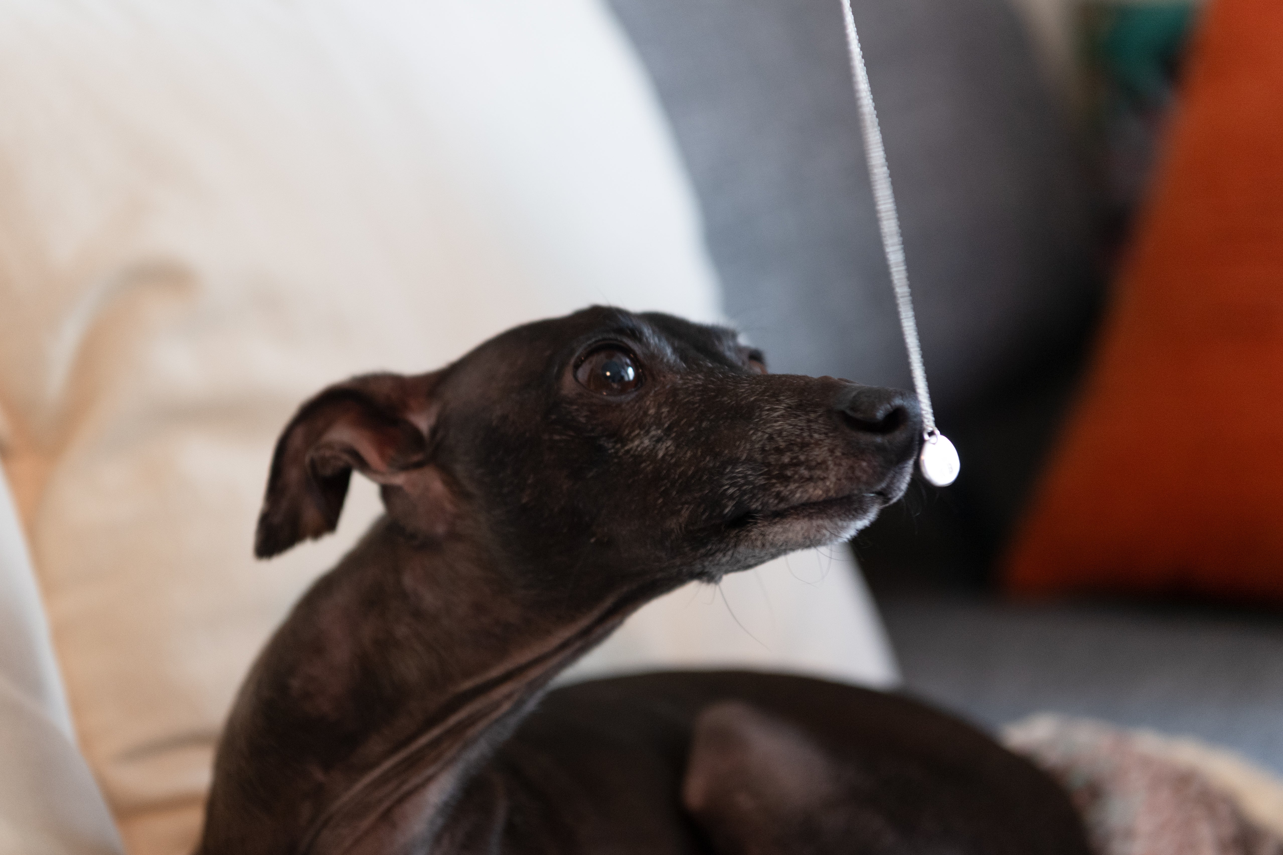 Handmade Nose-Print Silver Necklace (For Dogs)