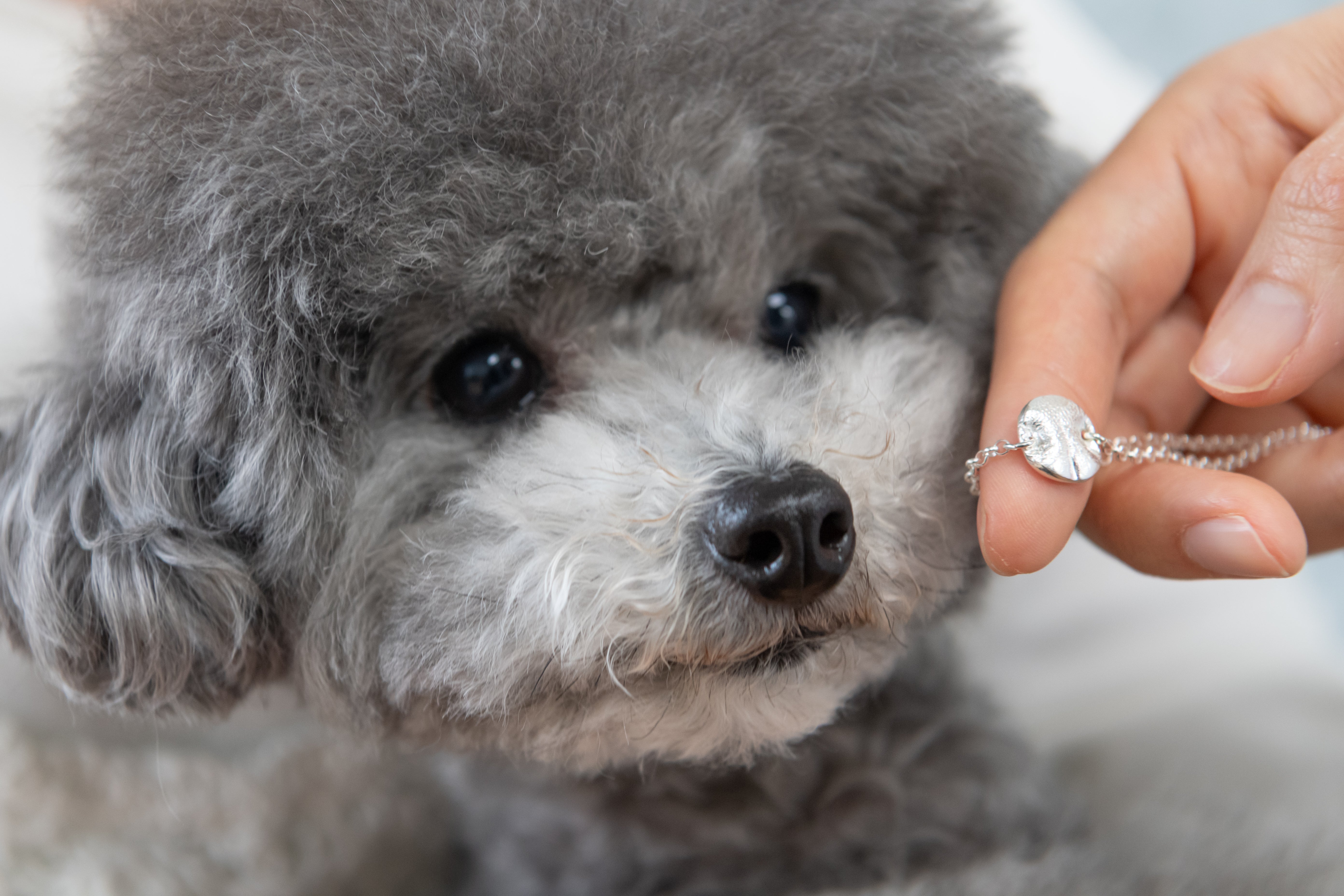 THE IMPRINT Necklace — Dog