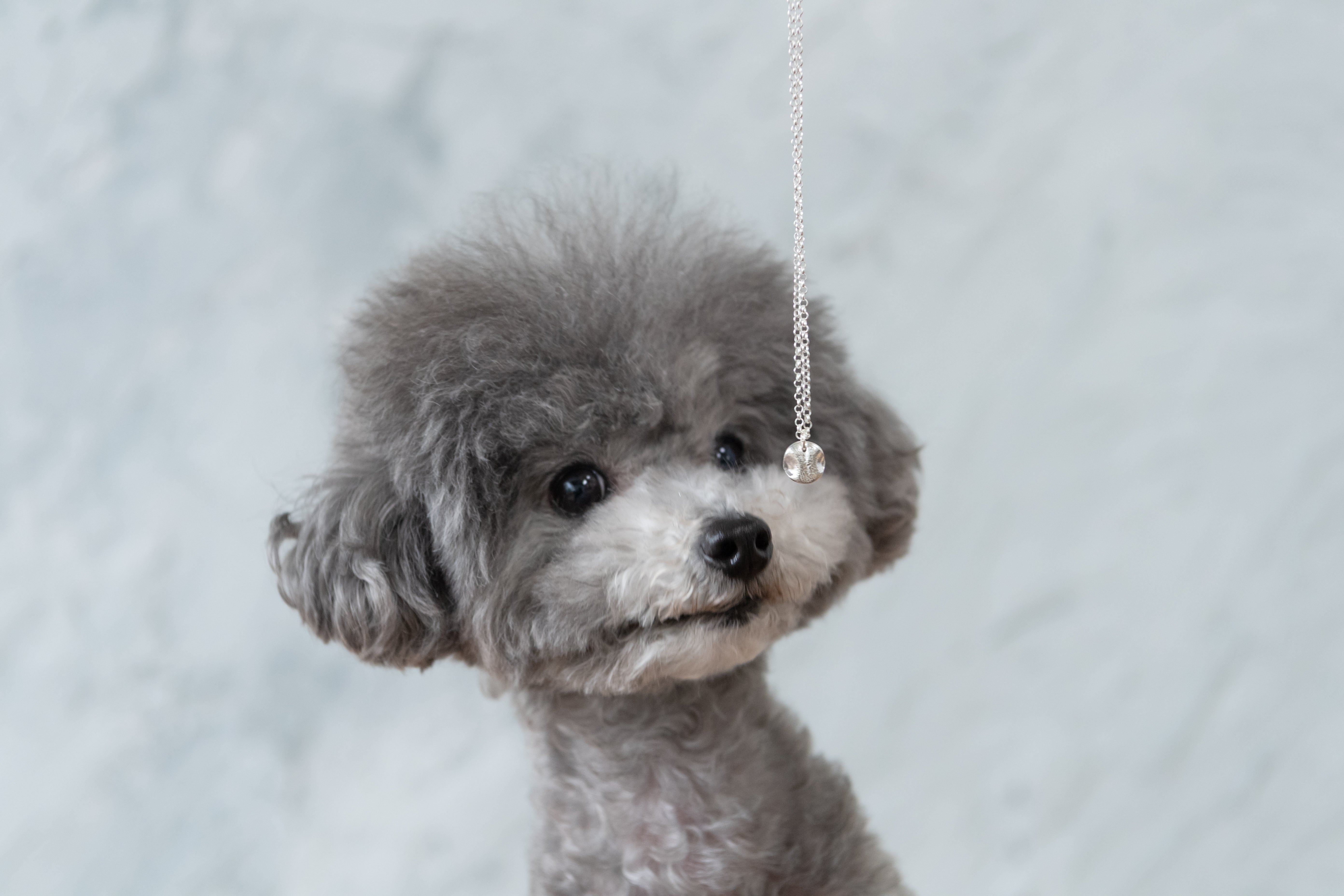 THE IMPRINT Necklace — Dog