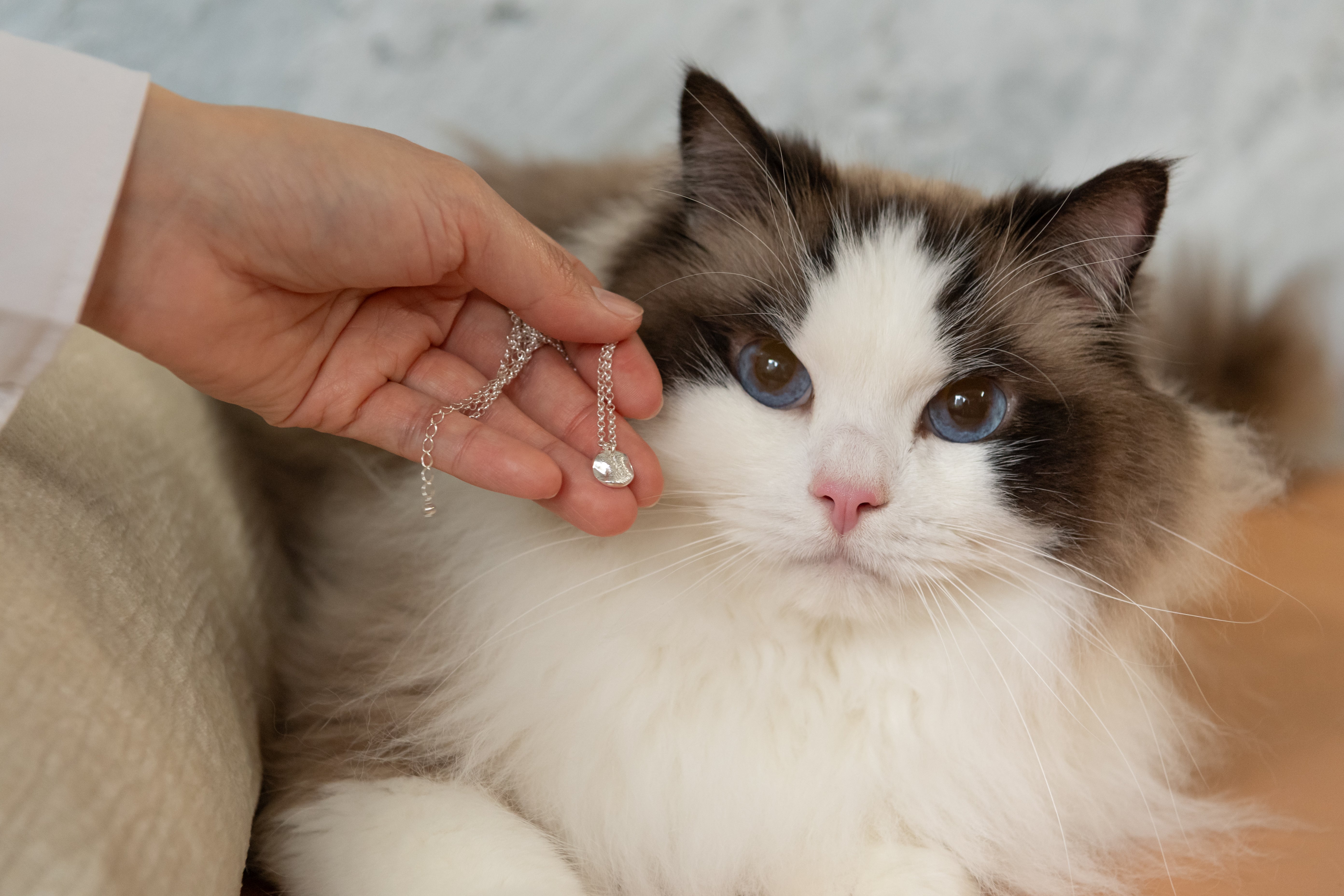 THE IMPRINT Bracelet — Cat